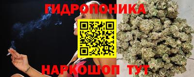 ешки Кингисепп